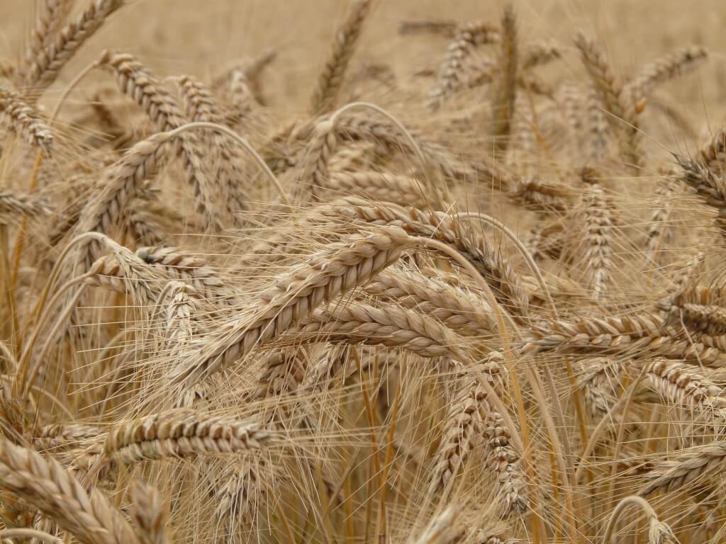 Wheat